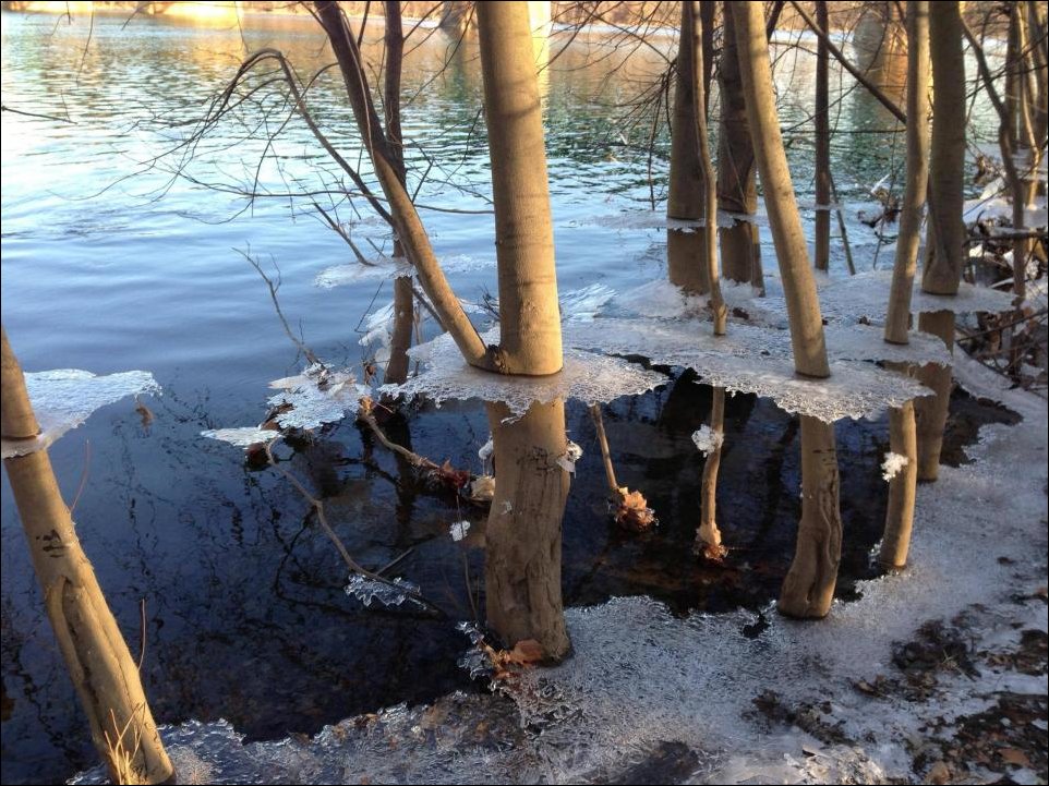 Затапливать водой. Затопленные деревья. После половодья. Затопленный лес весной. Паводок в лесу.